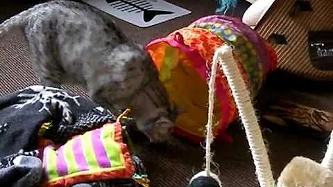 Video 1772751: egyptian mau, abyssinian, kitty fight