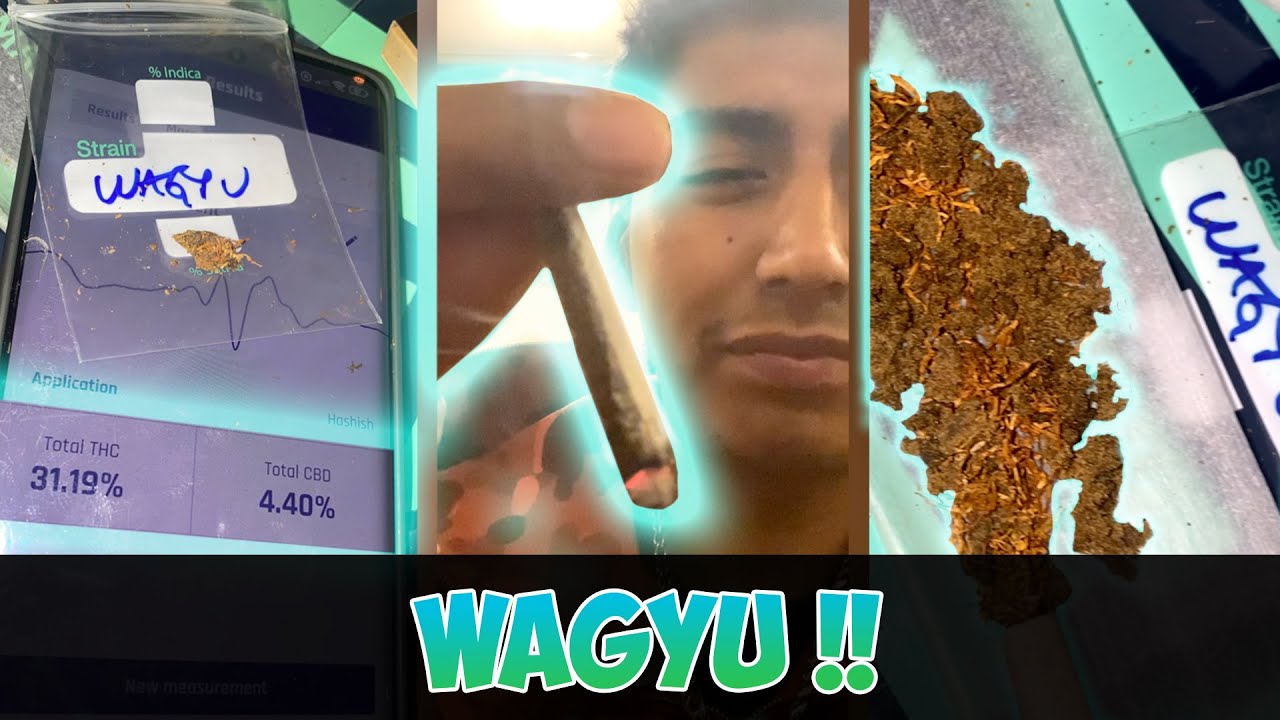 Wagyu!! (M) Dry-Sift Review 