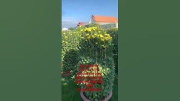 Hoa Cúc Đại Đóa Tết 2022 Khu J 18/12 Al Xuất Bình Dương Công Ty Cp Sx Hoa Cúc Khánh Hoà A Nhàn