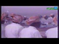 ينبعاوي