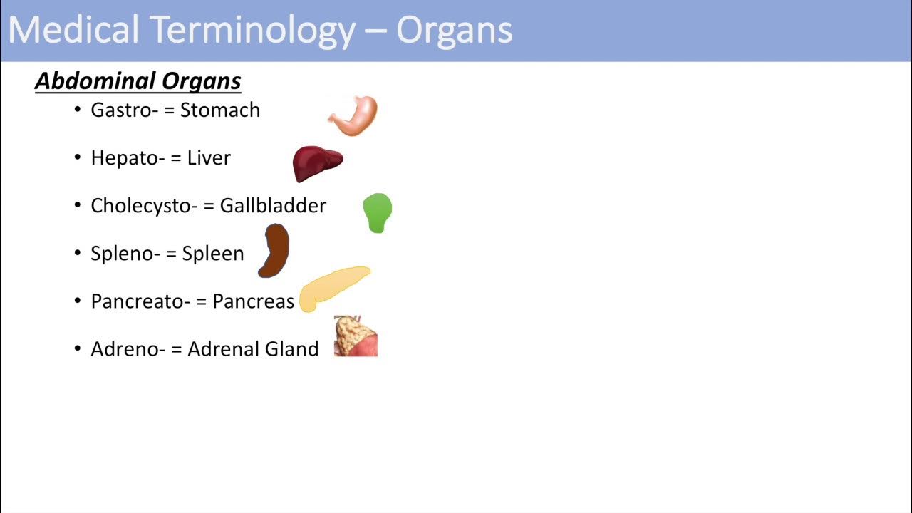 PPT - Introduction to Medical Terminology PowerPoint Presentation