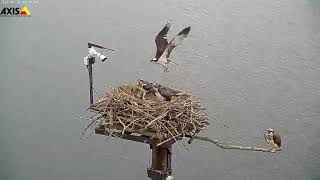 Ospreys Llyn Brenig. Rhag ofn na welsoch chi o/In case you missed it. 20th July/20fed Gorffennaf '23