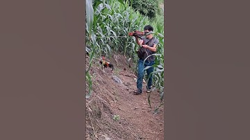 gà rừng mã vàng đỉnh cao. qaib qus daj zoo nkauj