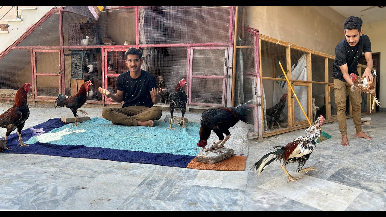 Sara Aseel Murgo Ka Shoq Karva Diya 😱😵