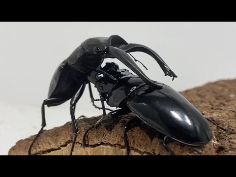 カブトムシクワガタ最強決定戦 第5回ミドル級GP Aブロック - YouTube