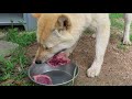 鹿肉を食べる山陰柴犬