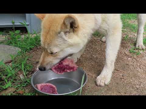 肉のかたまりを食べる犬  