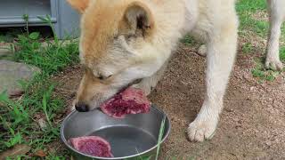 鹿肉を食べる山陰柴犬