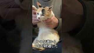 奇跡のオス三毛猫、保護から7周年 #cat #猫 #ねこ #shorts #オス三毛猫