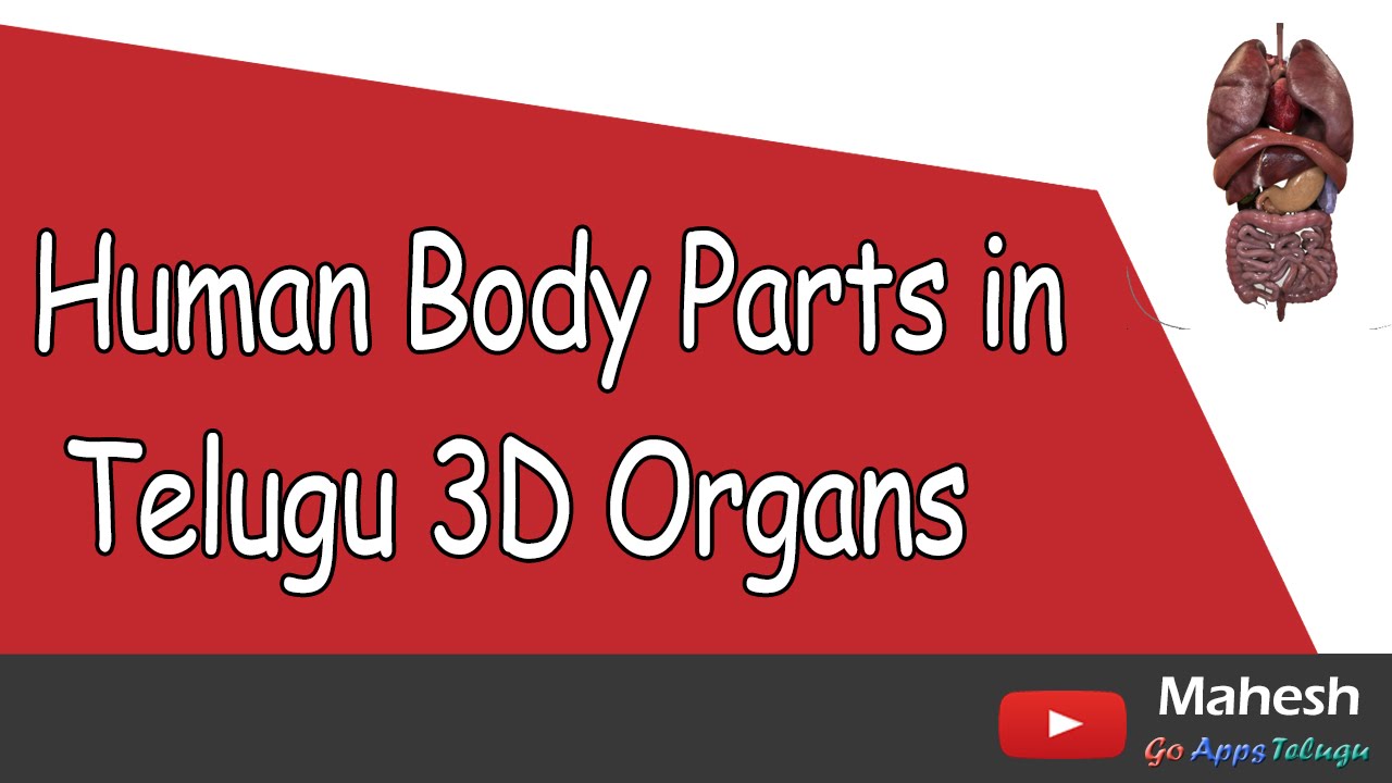 Human Body Parts in Telugu 3D Organs - YouTube