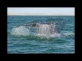 Feb 14 2015 Valentines Day Whale Magic Tour