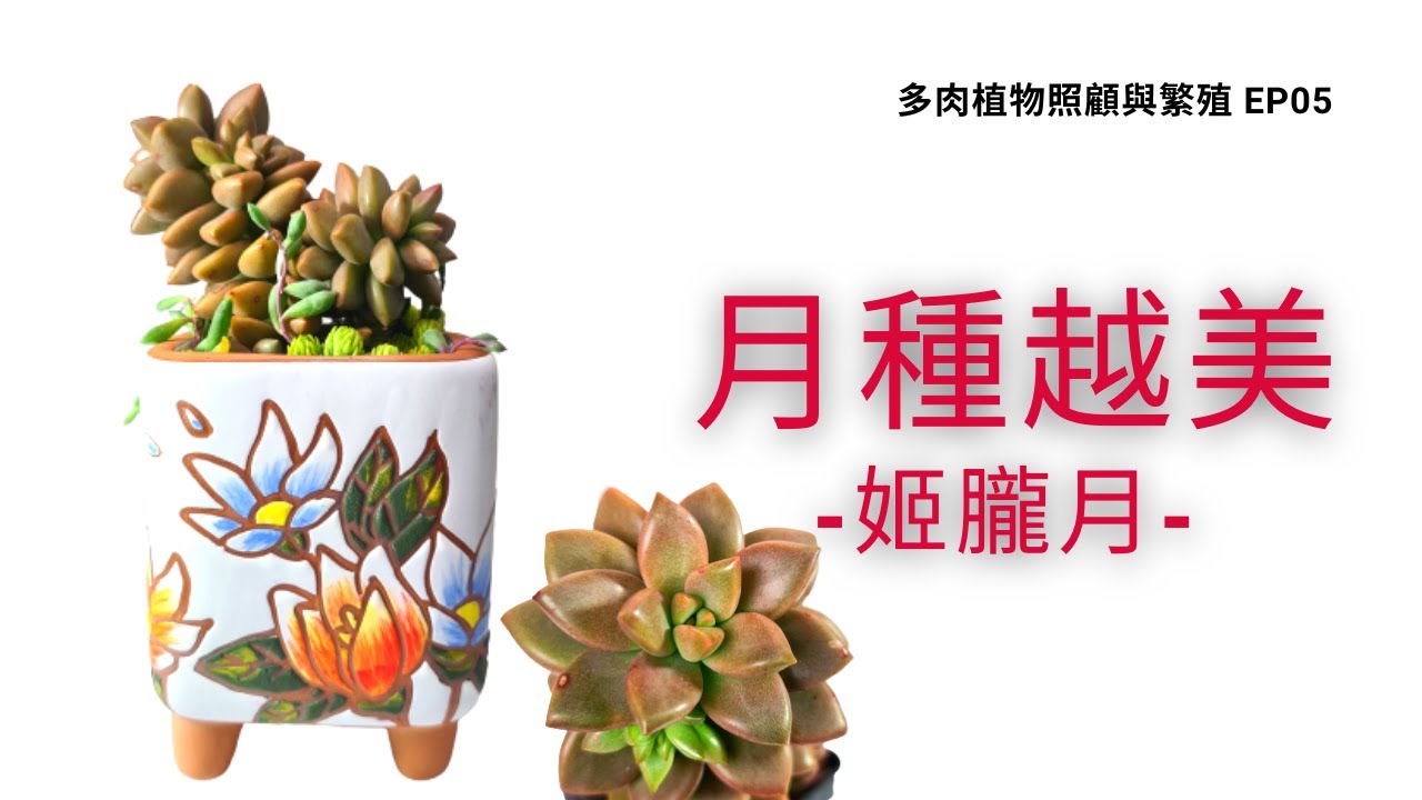 多肉植物照顧繁殖 05 多肉新手2分鐘一次學會換盆組盆與葉孵 多肉姬朧月 多肉盆栽 Artistic Succulent 植得 Youtube