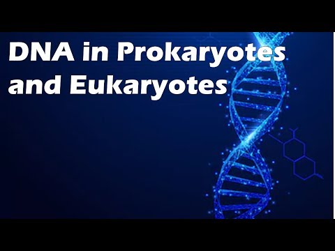 DNA in Prokaryotes and Eukaryotes