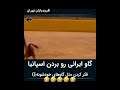 وقتی گاو ایرانی اسپانیایی ها رو غافلگیر می کنه لایک و سابسکرایپ یادتون نره 