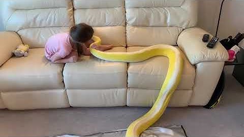 Six Year Old Girl Pets Reticulated Python on Couch - 1068181-1