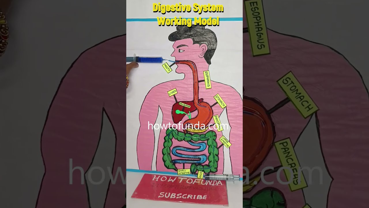 Digestive System Working Model Diy Shorts Howtofunda