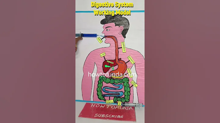 digestive system working model - diy - shorts howtofunda