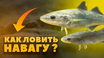 Как ловить навагу на железо! Это должен знать каждый рыбак!