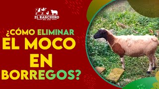 ¿Como eliminar el Moco en borregos? Fácil y Rápido