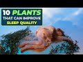 10 house plants that can improve your sleep quality