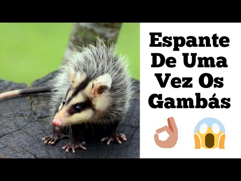 Vídeo: Uma lista de vegetais crus que são bons para o seu cão