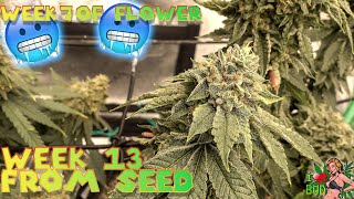 SUPER FROSTY WEEK 7 OF FLOWER - MASSIVE WEEK 10 AUTOFLOWERS FROM ILGM