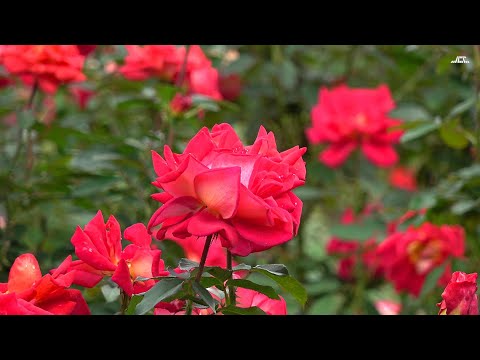 4k 薔薇の花園 谷津バラ園3 年10月11日 Youtube 4k 薔薇の花園 谷津バラ園3 年10月11日 Youtube