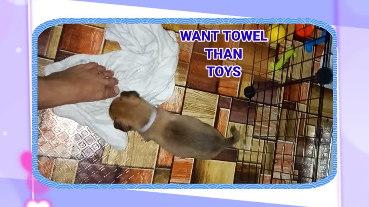 When Lovely Puppy Obsessed With The Towel cutepets animals YouTube