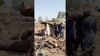 Panjab min log hathon se lakdiyan loading kar rahe hain bahar ke malkon min forklift se karte #woods