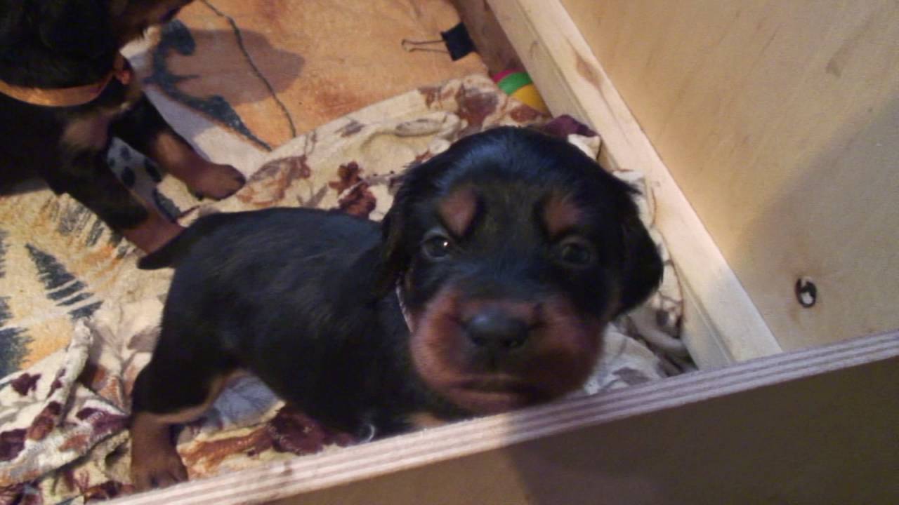 Щенки шотландского СЕТТЕРА в Самаре!