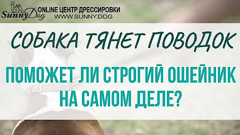 Собака очень тянет поводок. Поможет ли строгий ошейник на самом деле?