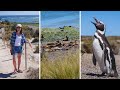 Visitando los Pingüinos de Península Valdés + Probando Cordero Patagónico al Asador en Argentina