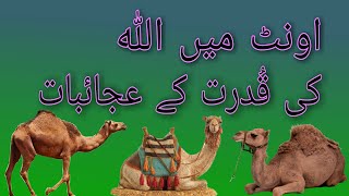 Oonth Main Allah Ki Qudrat Kay Ajaaibat....