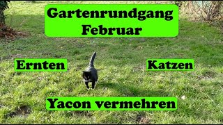 Gartenrundgang Februar - Yacon ernten und vermehren