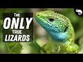 Most lizards are not true lizards at all
