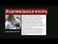 ЙОДОФИЛЬНАЯ ФЛОРА. КОПРОГРАММА.