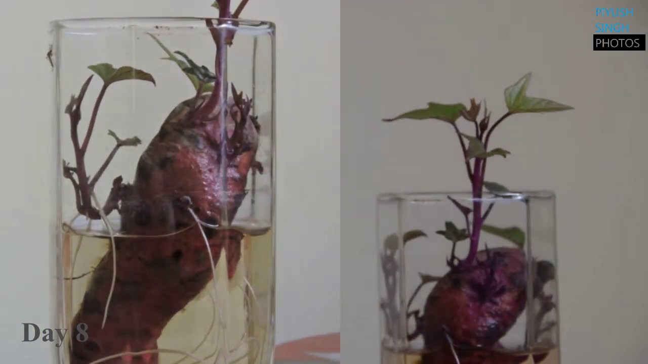 Sweet Potato plant growth in water || 11 day Timelapse || Time-Lapse 4