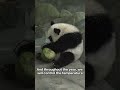 Singapore's Tropical Panda Home | iPanda【Pandas’ World Travel】