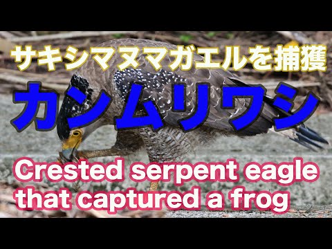 【捕食 野鳥撮影】サキシマヌマガエルを捕獲したカンムリワシ　Crested serpent eagle that captured a frog