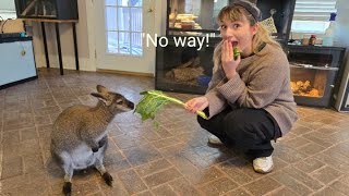 Surprising my girlfriend with a pet Wallaby!