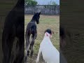 Ouch! 💥 Goat kicked in the head by a horse #shorts #funnyanimals #arabianhorse #horse #goat