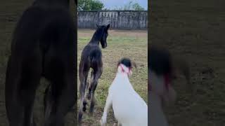 Ouch! 💥 Goat kicked in the head by a horse #shorts #funnyanimals #arabianhorse #horse #goat