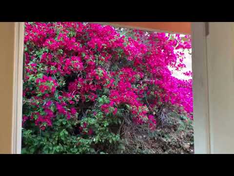 23439 CARLOW RD, Torrance, CA home video tour