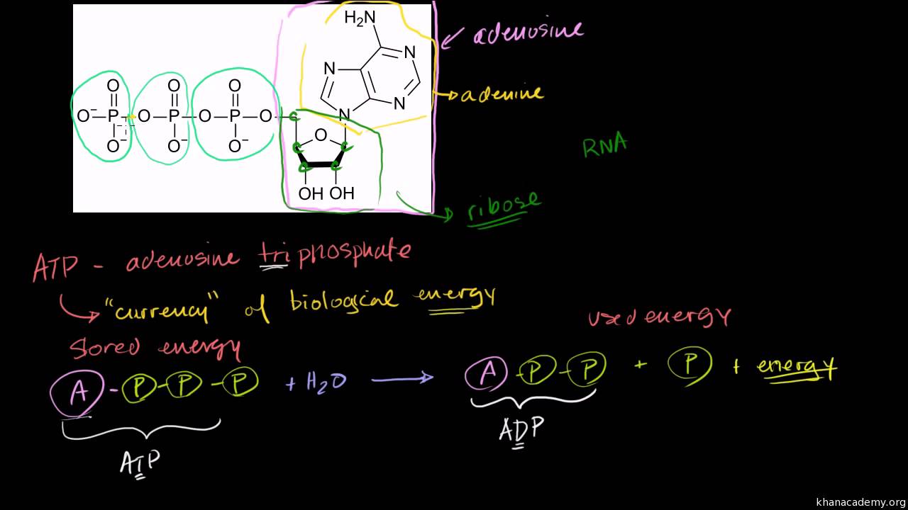 Biology - Photosynthesis - 01 ATP, Adenosine Triphosphate