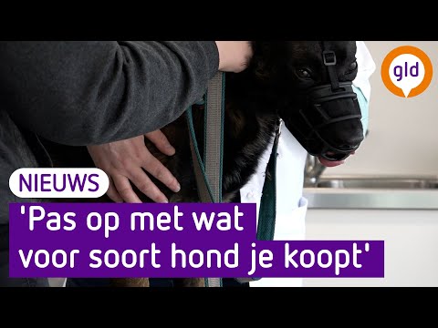 'Pas op met wat voor soort hond je koopt', waarschuwen deze experts