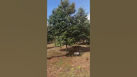 Bán Đất Láng Lớn, Châu Đức, Bà Rịa – Vũng Tàu, Diện Tích 12.756m², 200m² Thổ Cư, 78m Mặt Tiền