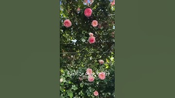 #قرآن #بصوت #عبدالباسط_عبدالصمد #راحة_نفسية #سورة_الضحى #لايك #اكسبلور
