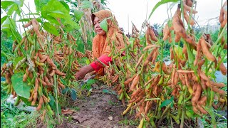 Cara Menanam Kedelai dari Awal Sampai Panen, Panduan Lengkap!