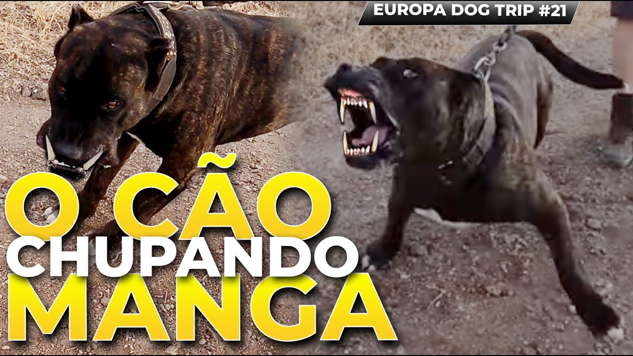 O CANIL QUE SÓ CRIA ABERRAÇÃO, LINEA M DE PRESA CANÁRIO /LEGENDADO | EUROPA DOG TRIP CCK #21