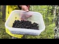 Harvesting a wild blueberry in the forest travel berries forest fruit